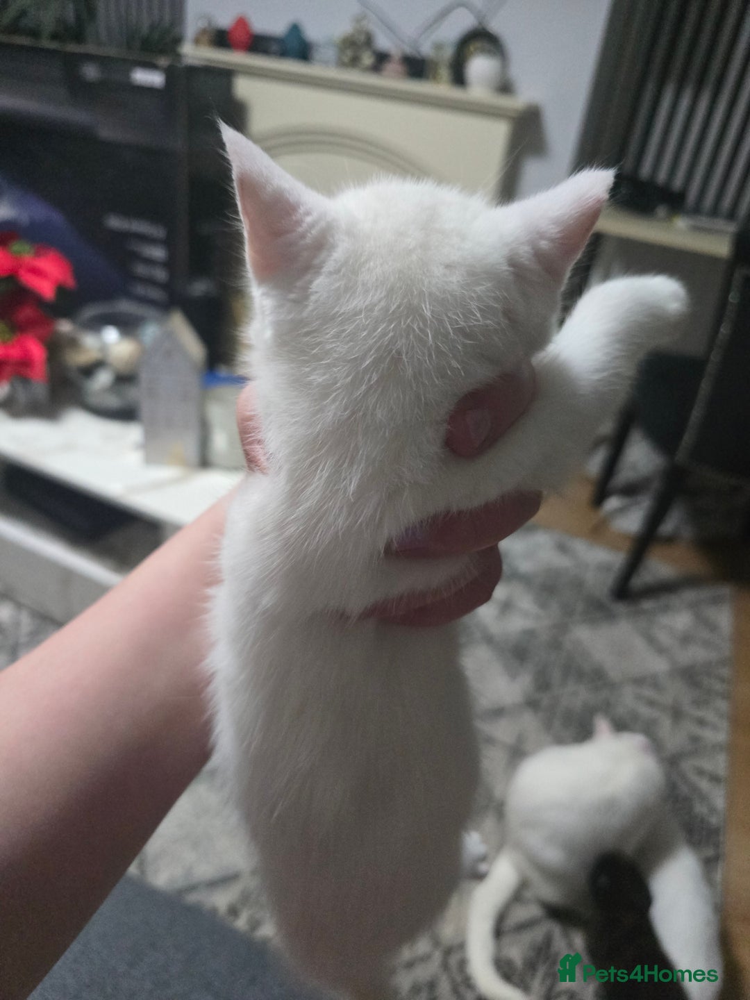 Mixed Breed cats for sale: 2 white kittens and 1 3-coloured for sale - Advert 10