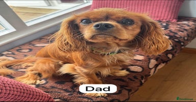 Cavalier King Charles Spaniel dogs - Advert 2