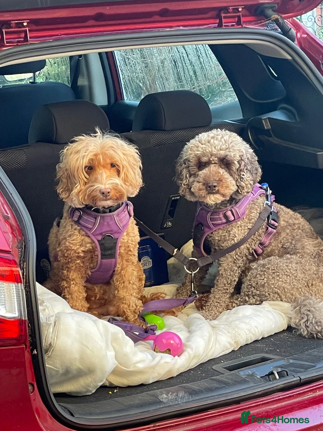 Cockapoo dogs for sale: Beautiful F1 puppies due Aug 15th!  - Advert 1