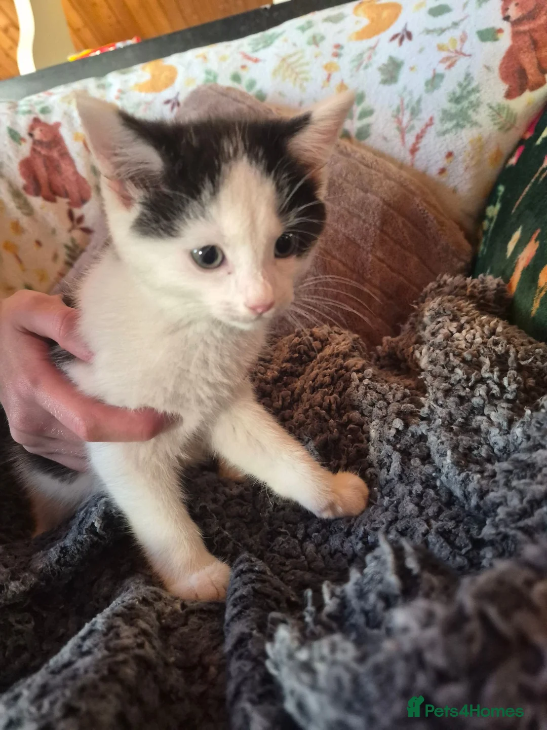 Mixed Breed cats for sale: 2 Adorable Kittens looking for their forever homes - Advert 2