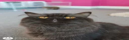 British Longhair cats for sale: British Longhair Chocolate tortie ready to leave  - Advert 5