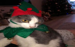 Mixed Breed cats for sale: Black and white kittens for sale  - Image 3