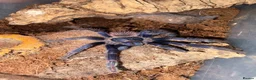 Tarantulas invertebrates for sale: Juvenile Brazilian blue tarantula  - Advert 2