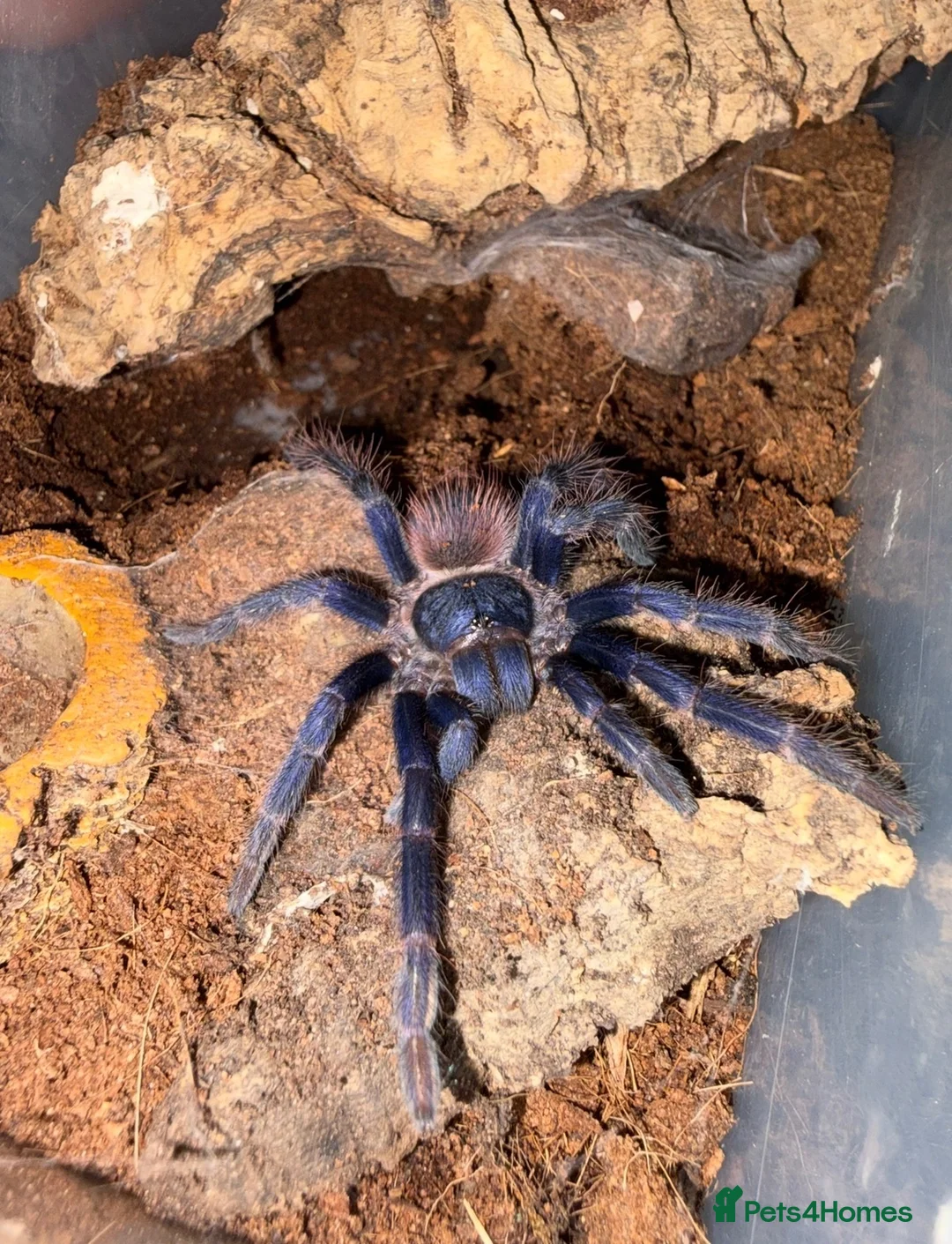 Tarantulas invertebrates for sale: Juvenile Brazilian blue tarantula  - Advert 2