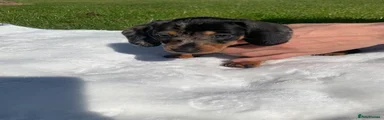 Dachshund Puppy 3