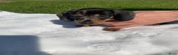 Dachshund dogs for sale: Dachshund puppies - Advert 3