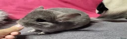 Chinchilla rodents for sale: Baby male chinchillas - Advert 3