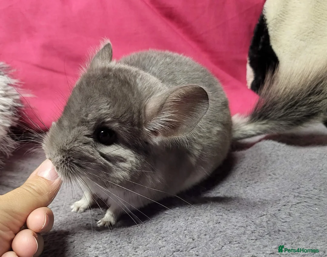 Chinchilla rodents for sale: Baby male chinchillas - Advert 3