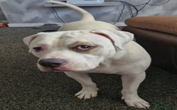 American Bulldog dogs for sale: 11 month old male american bulldog  - Image 5