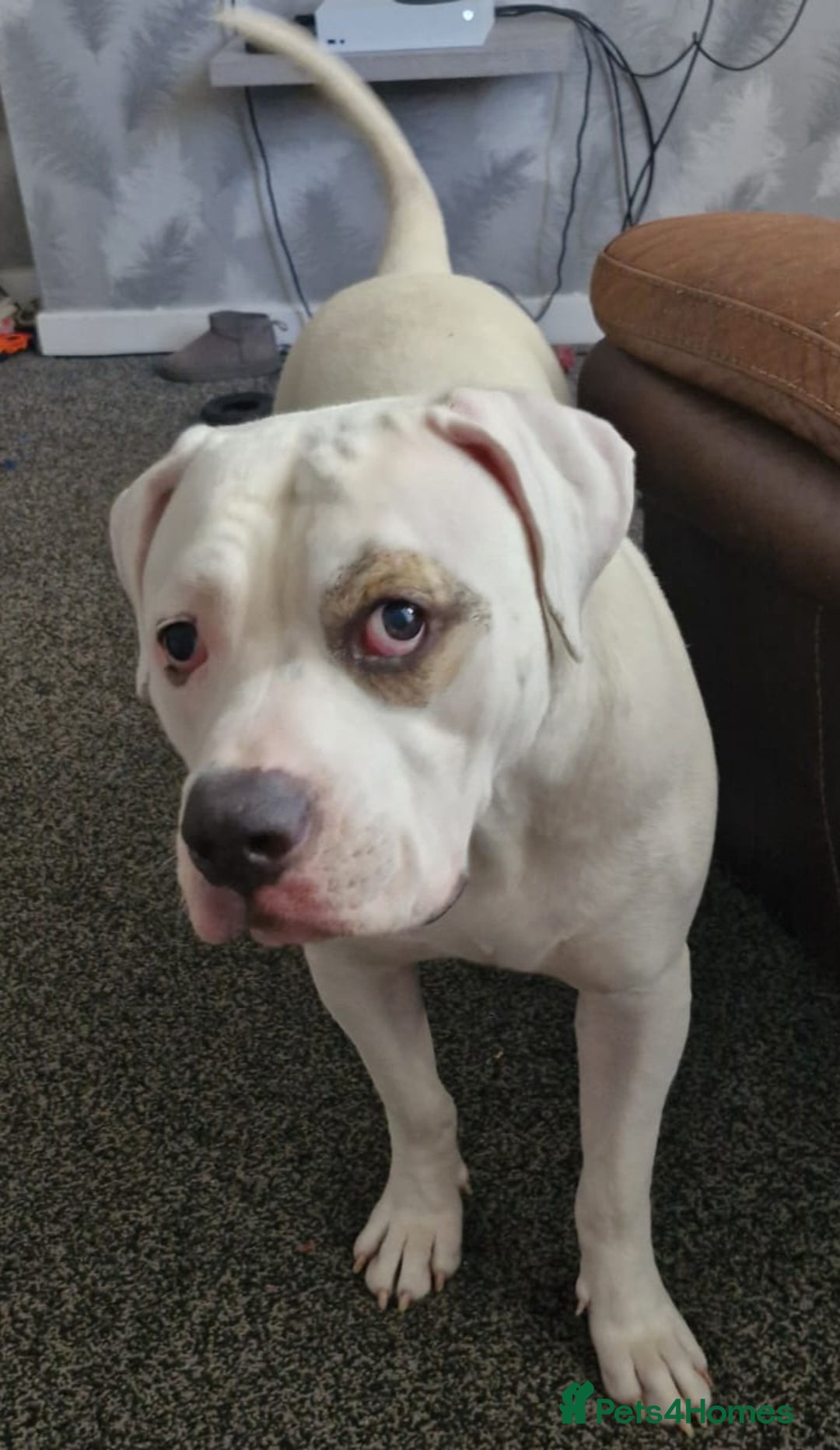 American Bulldog dogs for sale: 11 month old male american bulldog  - Image 5