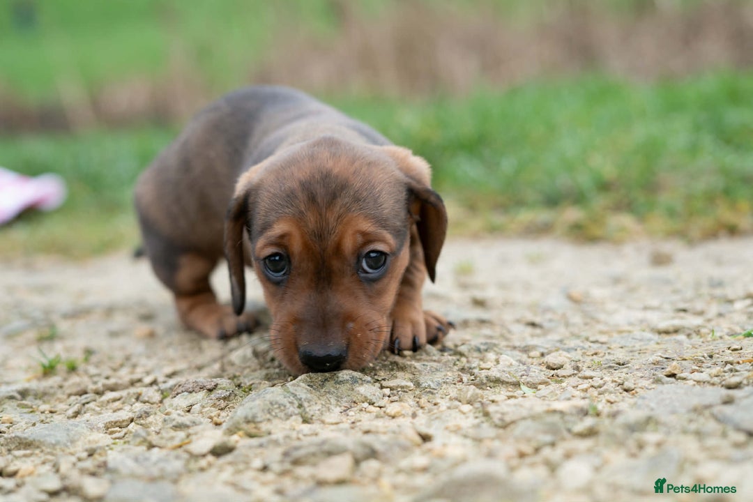 Miniature Dachshund dogs for sale: Beautiful Miniature Dachshund Puppies  - Advert 10