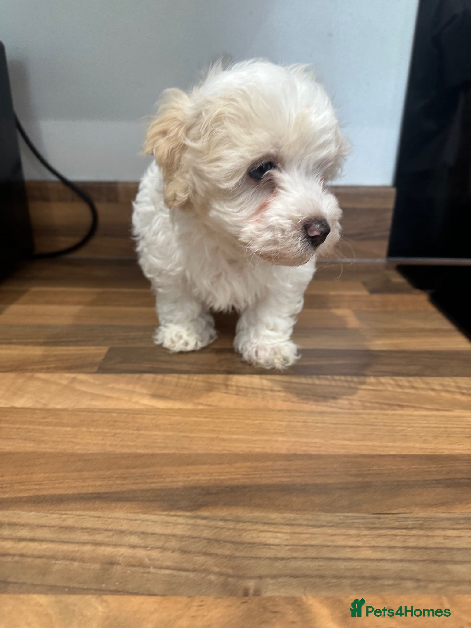Maltipoo dogs Beautiful maltipoo  - Advert 1