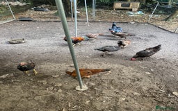 Mixed Breed birds for sale: Chickens for sale - Image 3