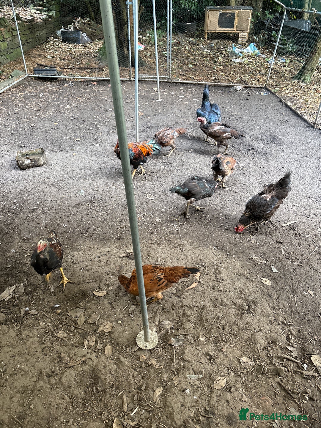 Mixed Breed birds for sale: Chickens for sale - Image 3