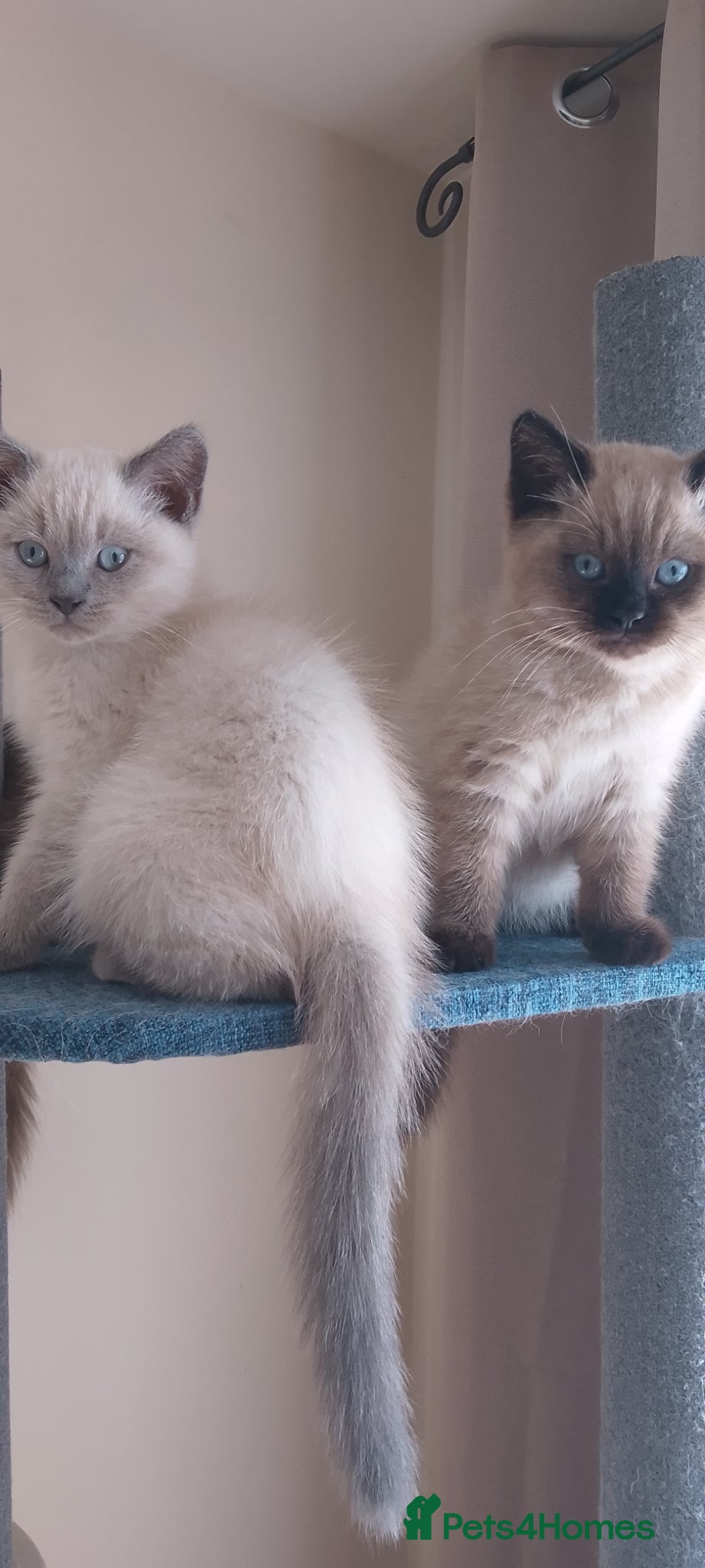 Ragdoll cats Stunning Ragdoll kittens - Advert 1