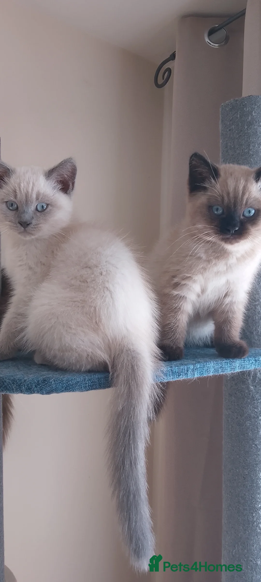 Ragdoll cats for sale: Stunning Ragdoll kittens - Advert 1