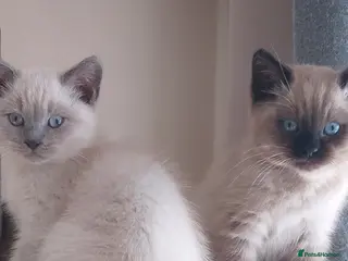 Ragdoll cats Stunning Ragdoll kittens - Advert 1