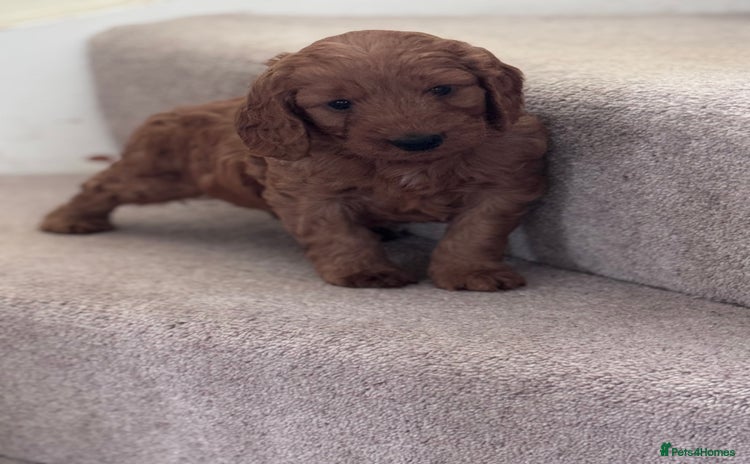 Cockapoo dogs - Advert 34