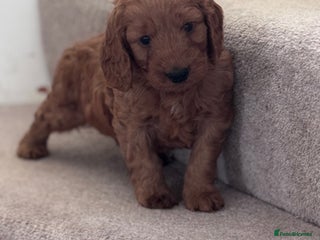 Cockapoo dogs - Advert 2