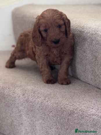 Cockapoo dogs - Advert 2