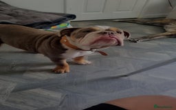 English Bulldog dogs for sale: Diesel  - Image 2