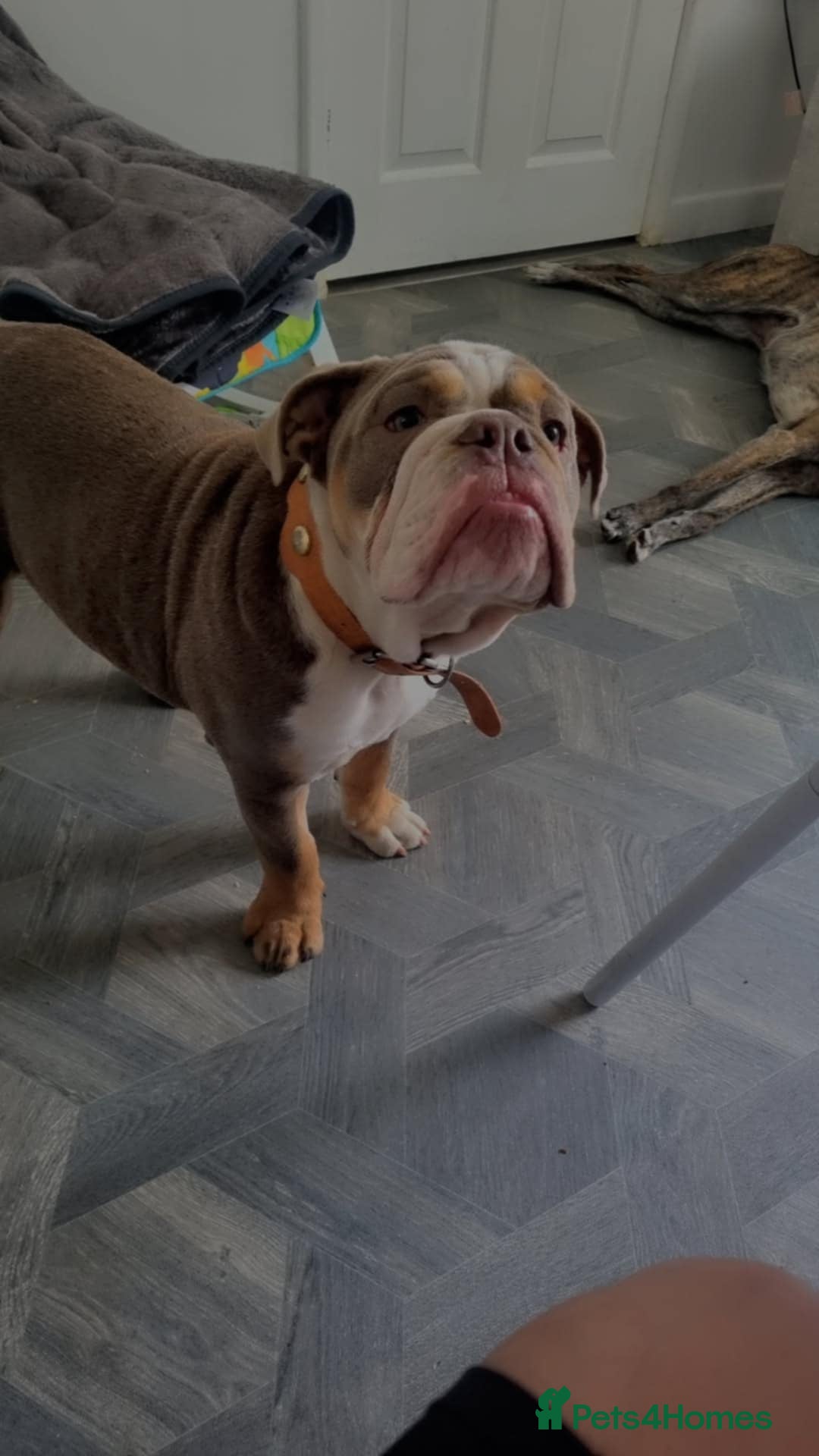 English Bulldog dogs for sale: Diesel  - Image 2