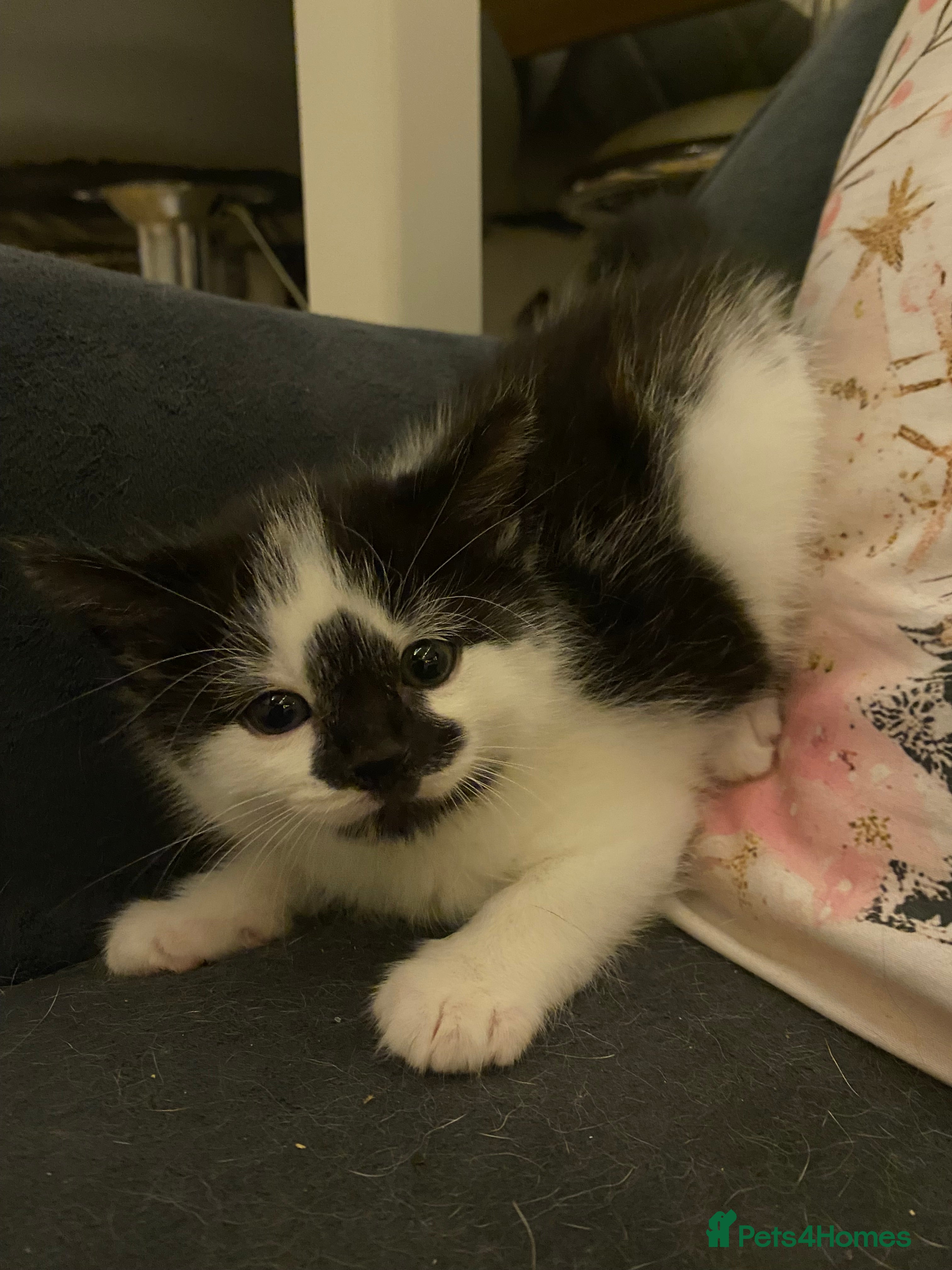 Mixed Breed cats Beautiful fluffy kittens- 2 left  - Advert 5