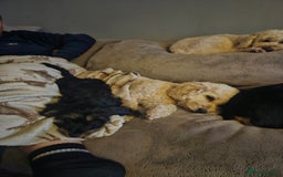 Cockapoo dogs for sale: Cockerpoo  - Image 20