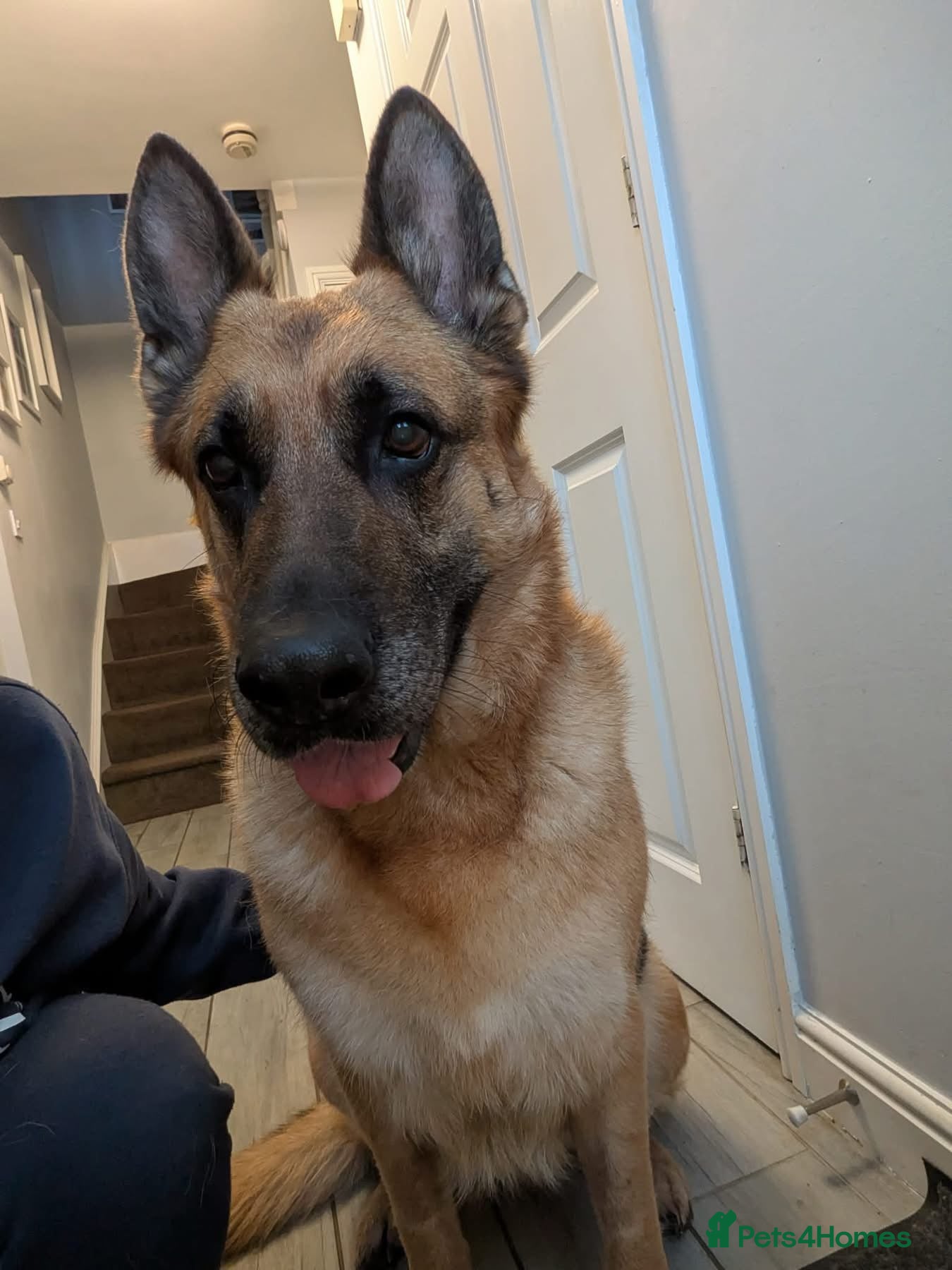 German Shepherd dogs Amy - Stowmarket Suffolk  - Advert 2