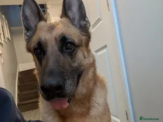 German Shepherd dogs Amy - Stowmarket Suffolk - Advert 1