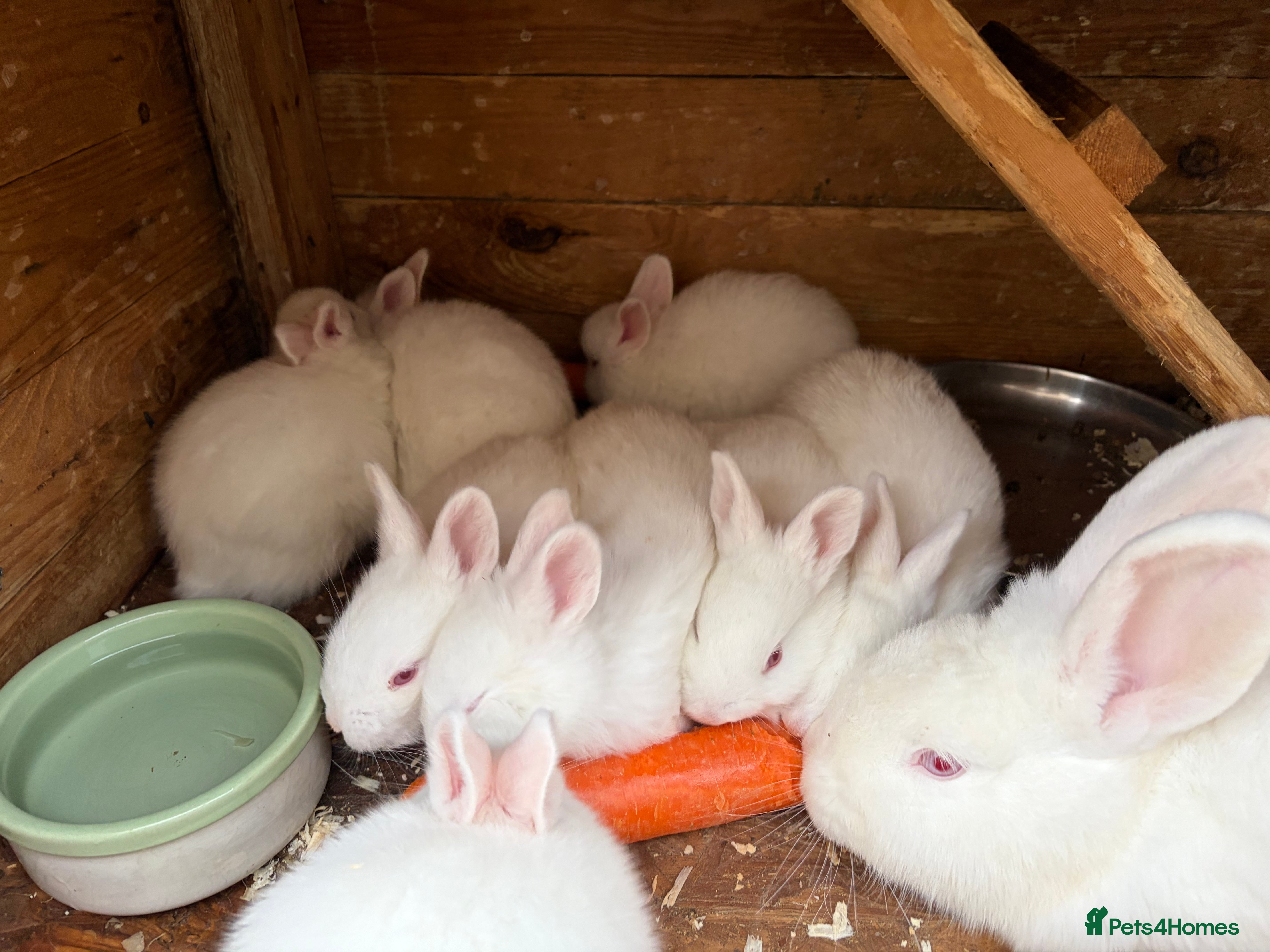 New Zealand rabbits   **"Rabbits for sale – New Zealand bread  - Advert 10