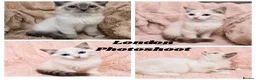 Ragdoll cats for sale: Degruchi Cattery has show quality kittens for sale in Petersfield - Advert 4