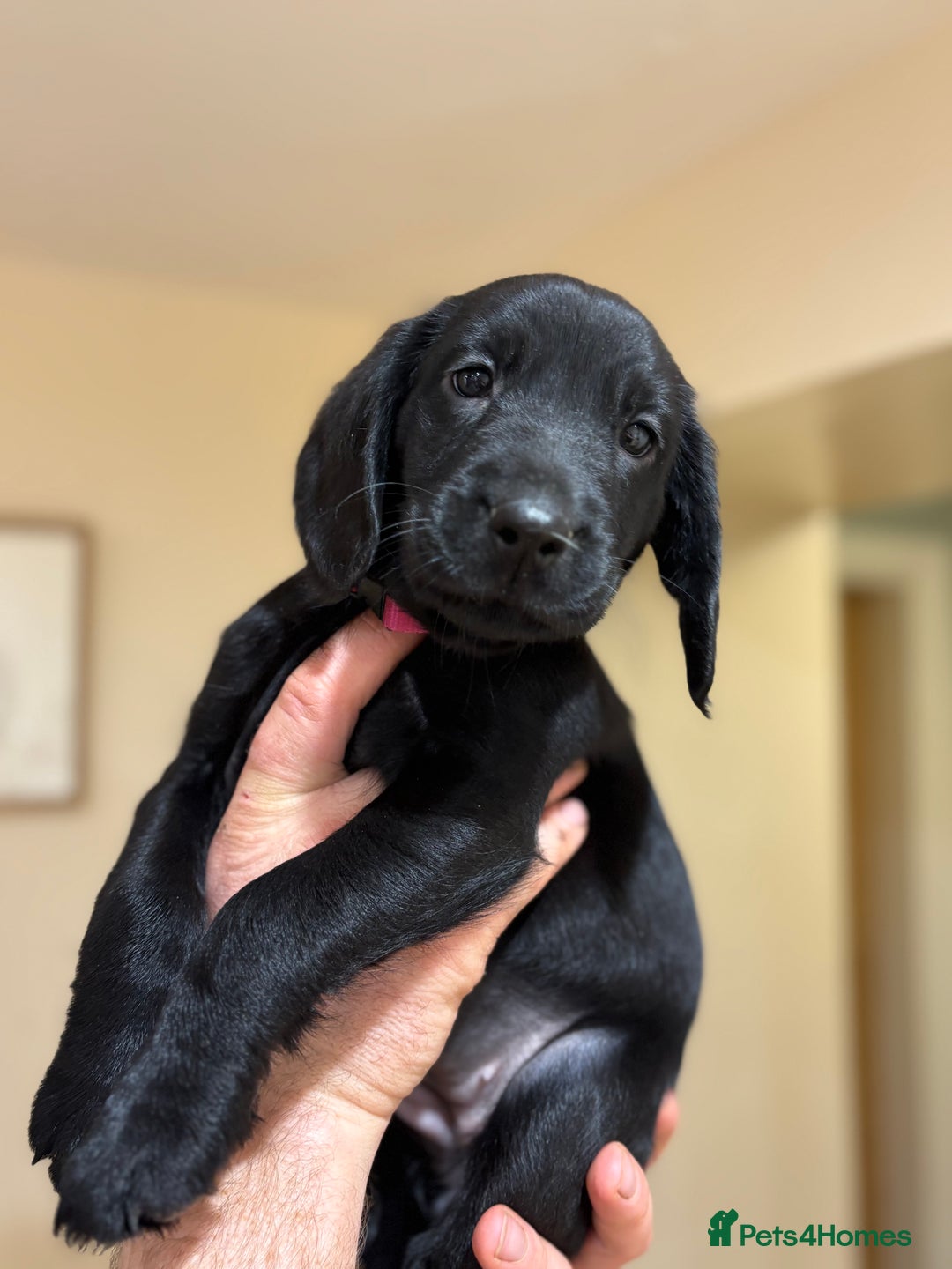 Cockerdor dogs for sale: One gorgeous sprockerdor girl from working parents - Advert 9