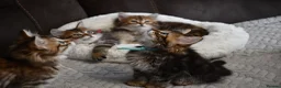 Siberian cats for sale: Pedigree Siberian Kittens from Tunguska House - Advert 6