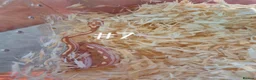 Corn Snake reptiles for sale: Juvenile Corn Snakes - Advert 7
