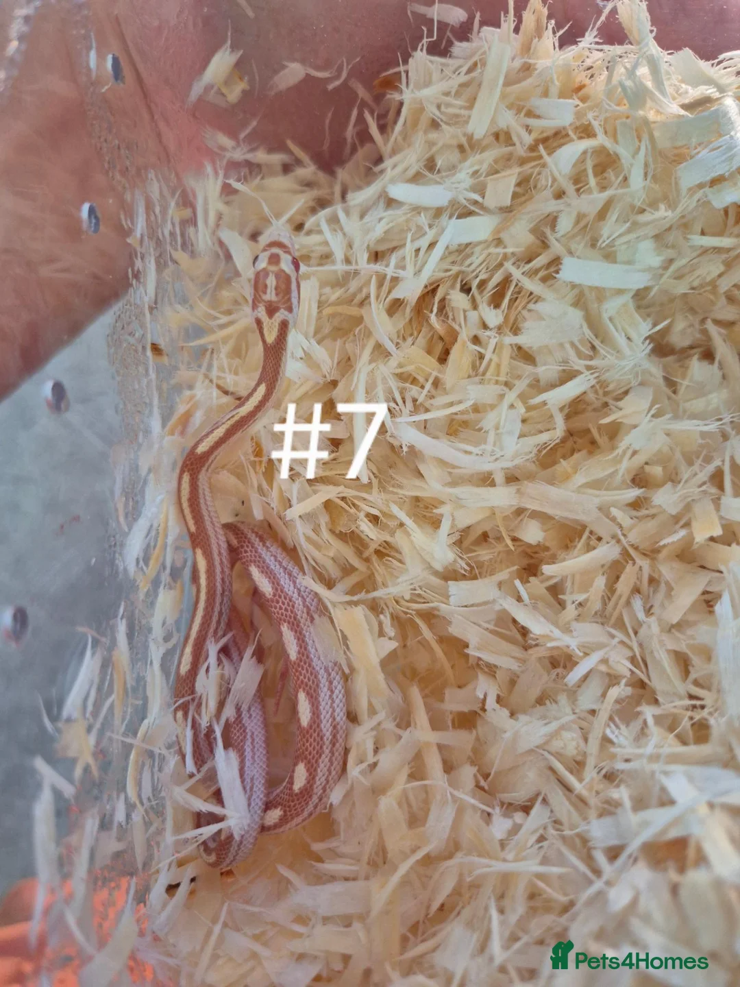 Corn Snake reptiles for sale: Juvenile Corn Snakes - Advert 7