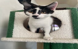 Mixed Breed cats for sale: Lots of cats/kittens up for adoption  - Image 19