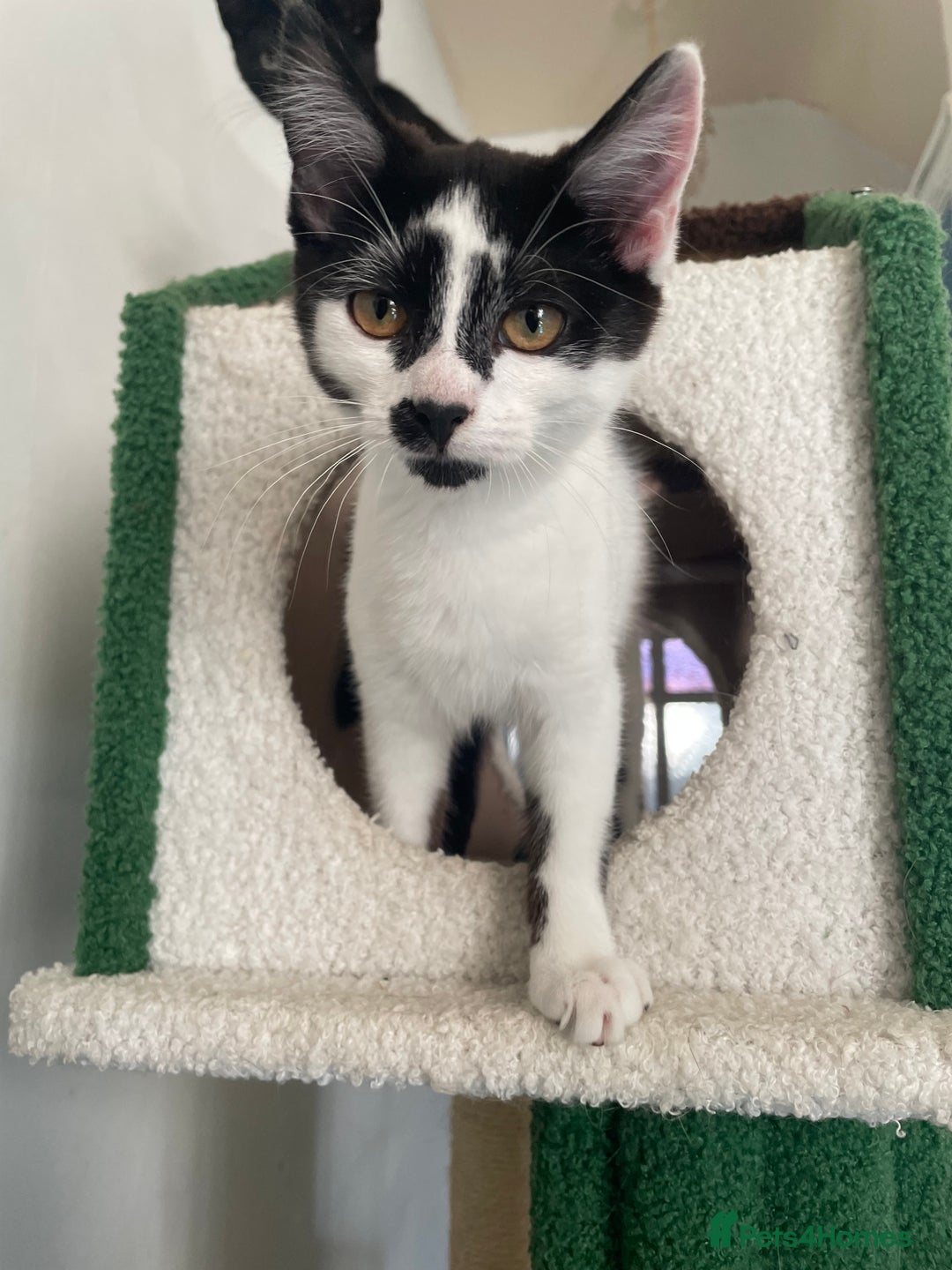 Mixed Breed cats for sale: Lots of cats/kittens up for adoption  - Image 19