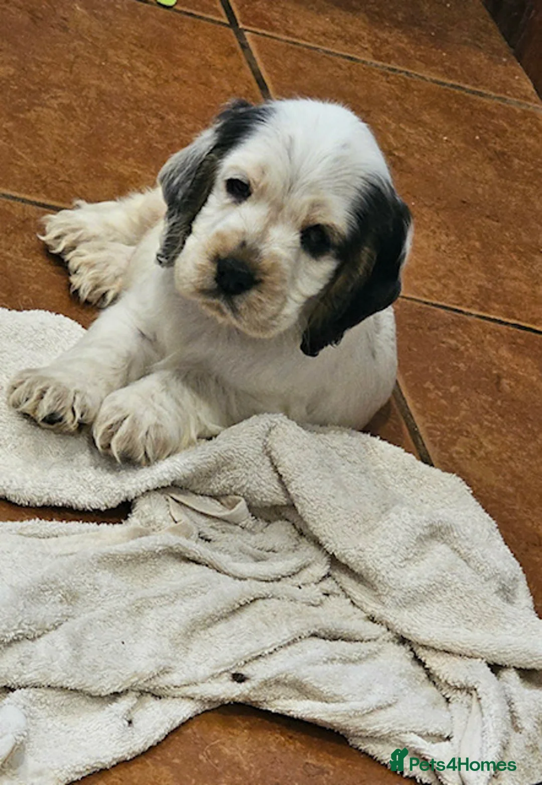 Cocker Spaniel dogs for sale: KC REG SHOW TYPE COCKERS - Advert 14