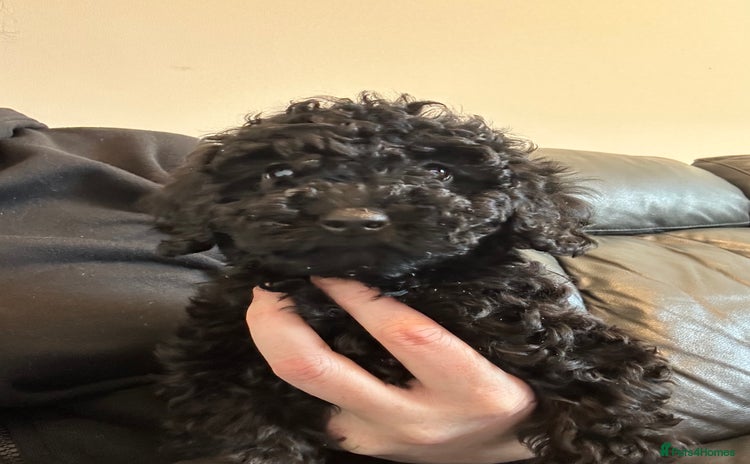 Miniature Poodle dogs Mini poodle puppy - Advert 16