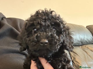 Miniature Poodle dogs Mini poodle puppy - Advert 2