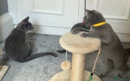 Russian Blue cats for sale: Russian Blue Kitten - Image 32