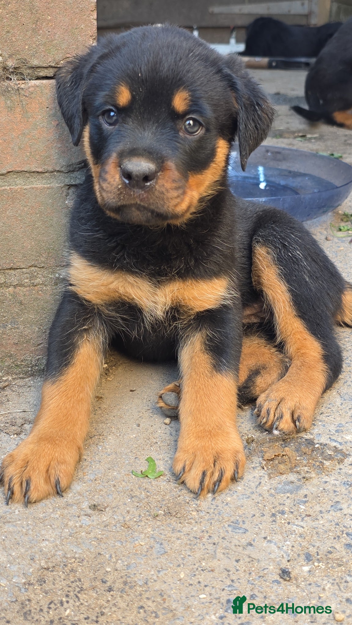 Rottweiler dogs Two girls left  - Advert 5