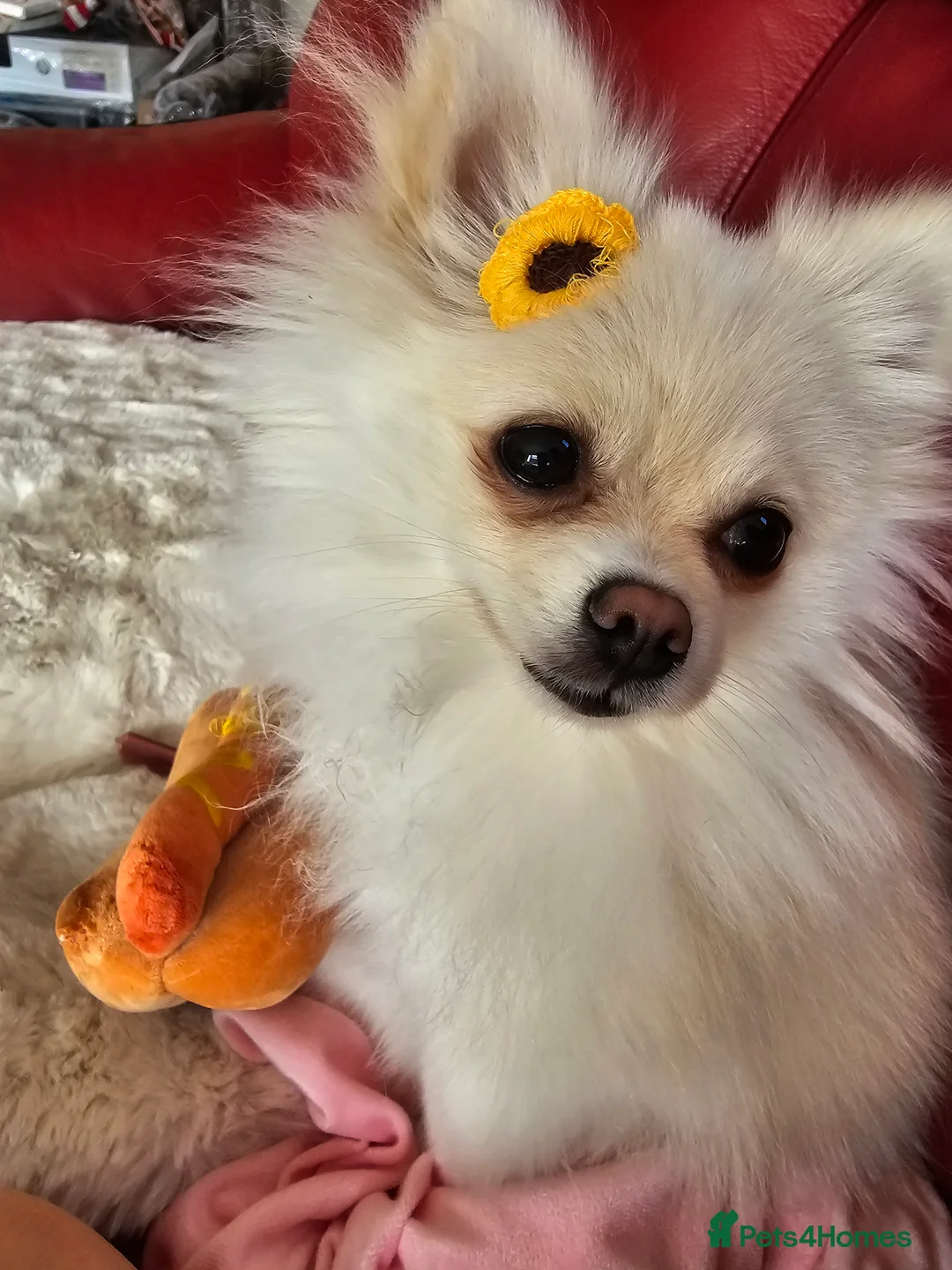 Gallery Image {{count}}