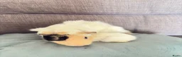 Guinea Pig rodents for sale: Dad and son  - Advert 2