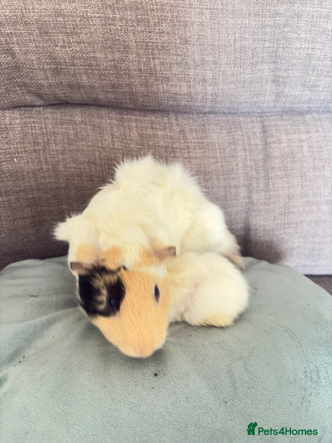 Guinea Pig rodents for sale: Dad and son  - Advert 2