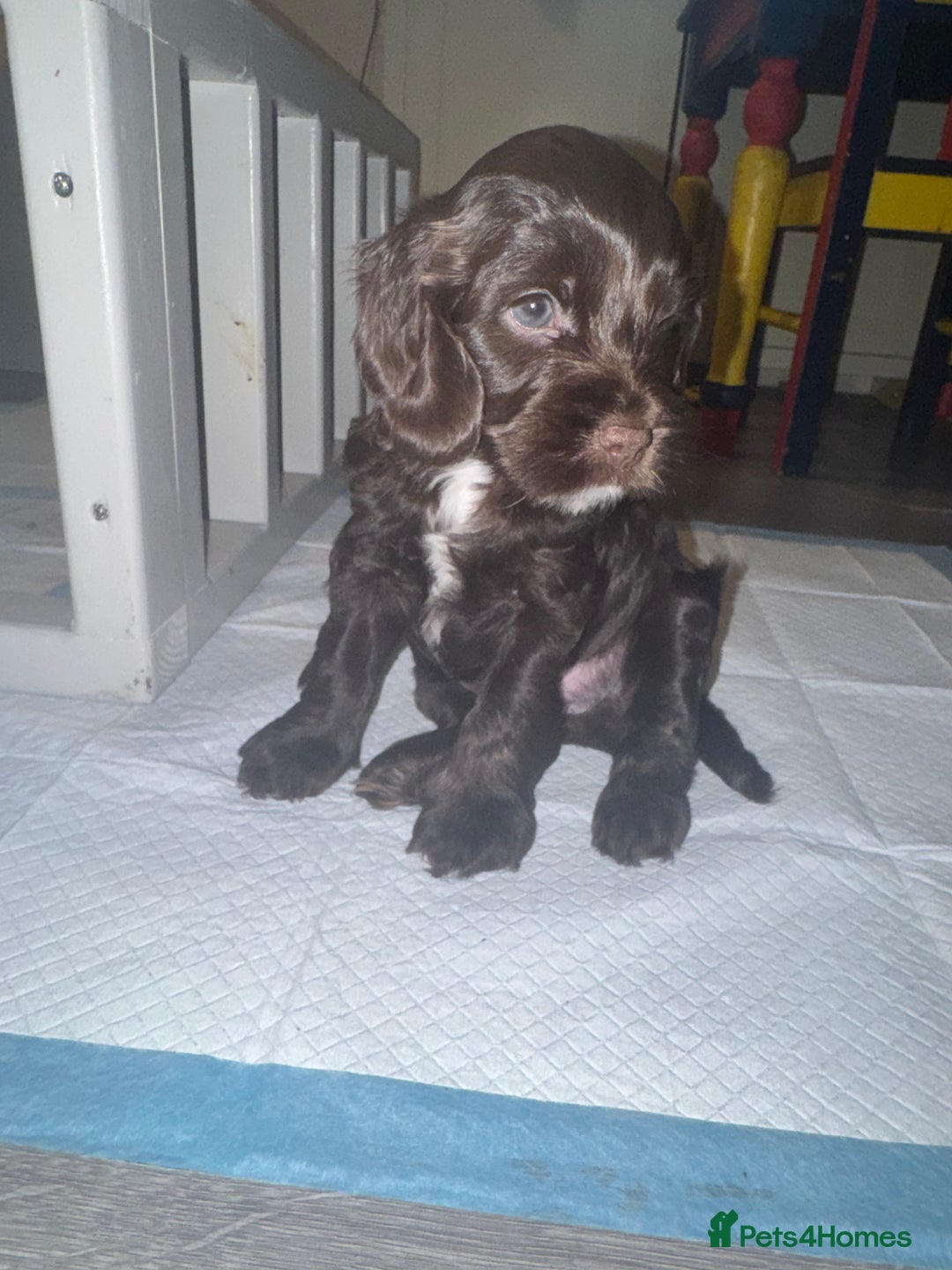 Cockapoo dogs for sale: F1b cockpoo puppies looking for forever homes.  - Advert 10