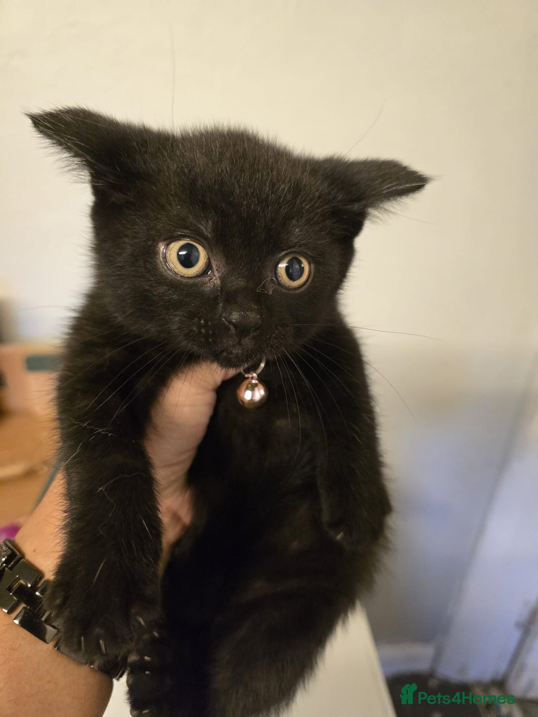 British Shorthair cats for sale: Adorable British kittens. Ready for new home. - Image 20
