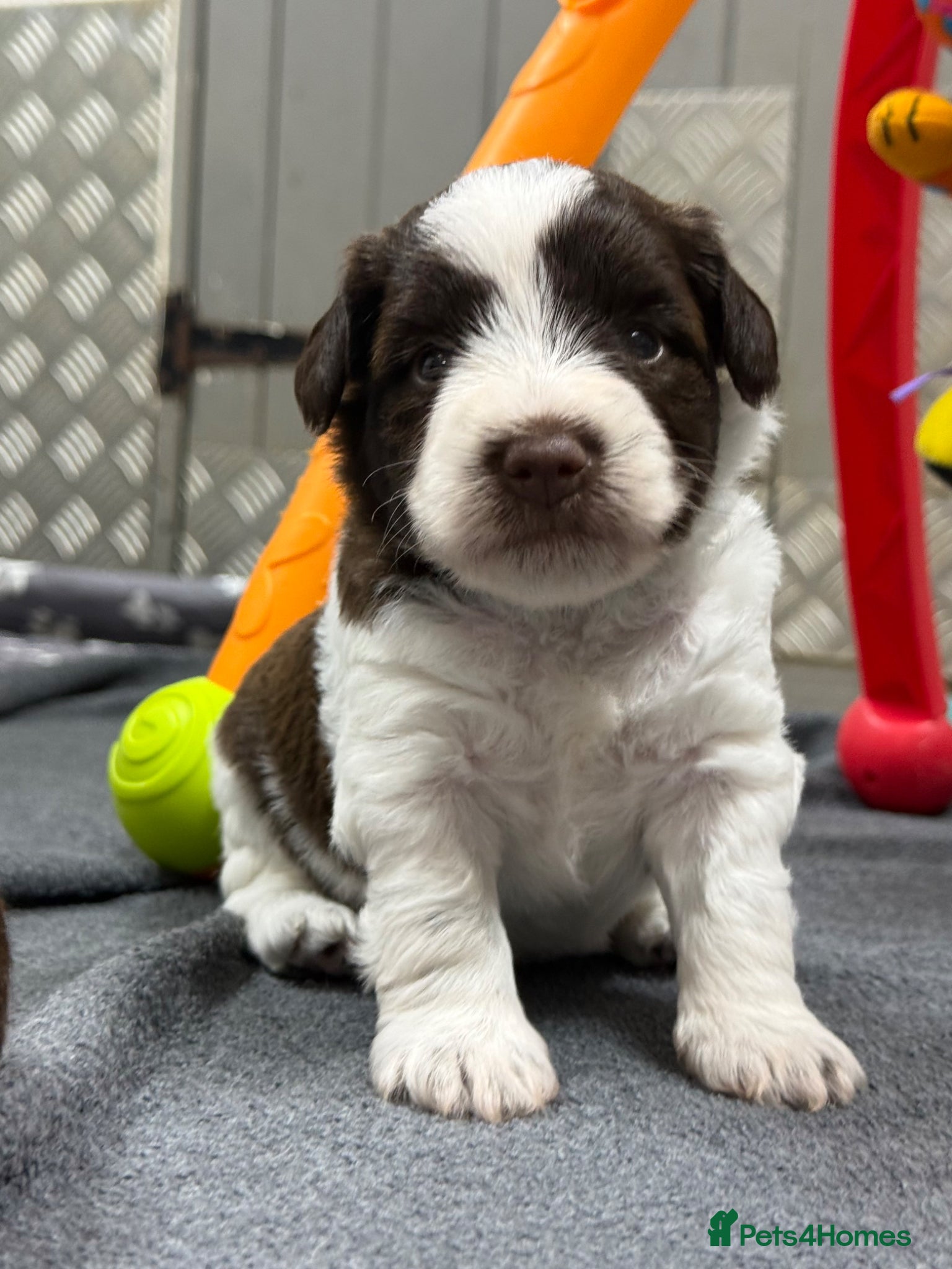 Miniature Schnauzer dogs KC reg Miniature Schnauzer - Advert 18