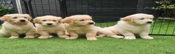 Golden Retriever dogs for sale: 5* Golden Retriver puppies in Wisbech - Advert 17